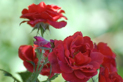 Red roses for the heart. Photographed and copyrighted by Barbara Mattio 2014