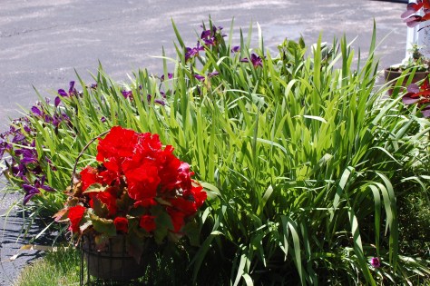 Non-stop begonias and irises. Photographed and copyrighted by Barbara Mattio 2014