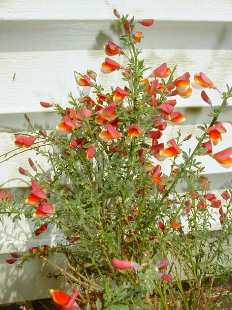 Orange broom. Photograph taken and copyrighted by Barbara Mattio 2014