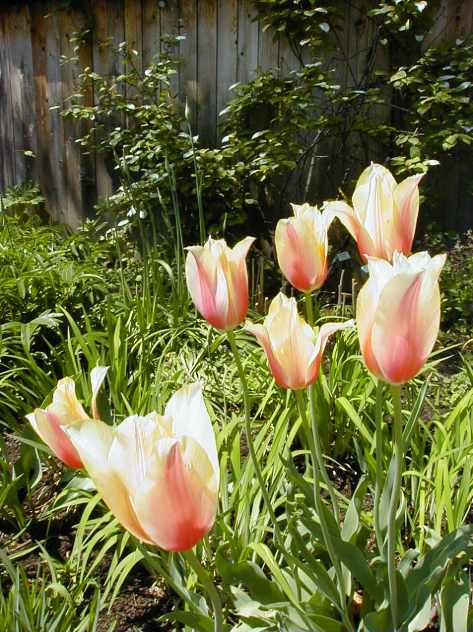 Late tulips. Photo taken and copyrighted by Barbara Mattio 2014