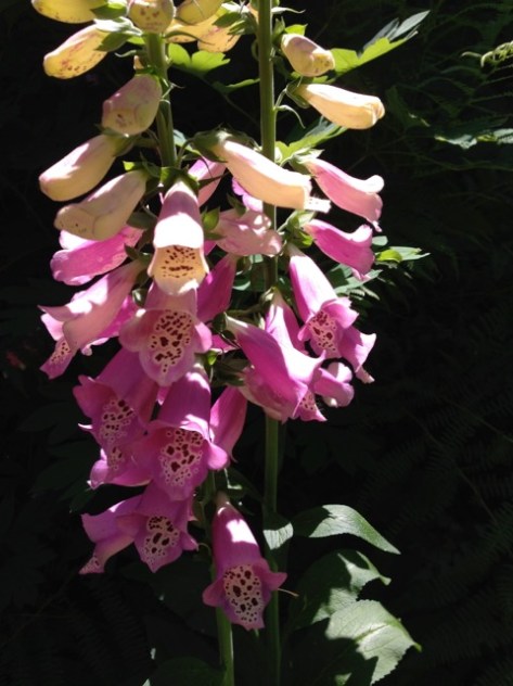 Foxglove in Sunshine