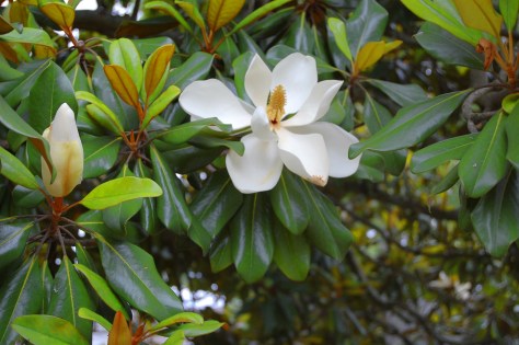 Magnolia tree in bloom Photographed and copyrighted by Barbara Mattio 2010