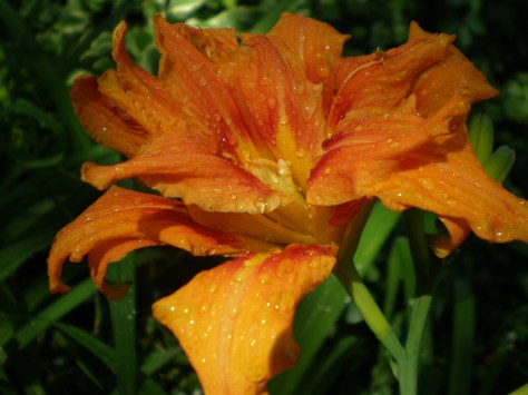 Orange for Baby Bling's birthday 