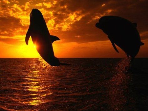 Dolphins living free until we completely destroy our planet
