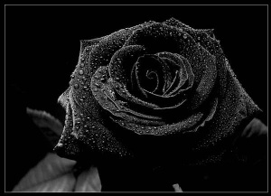 black rose wallpaper-1