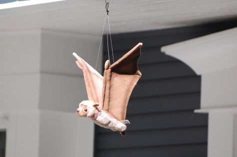 Bats the official night visitors on the grounds. Photographed and copyrighted by Barbara Mattio 2014