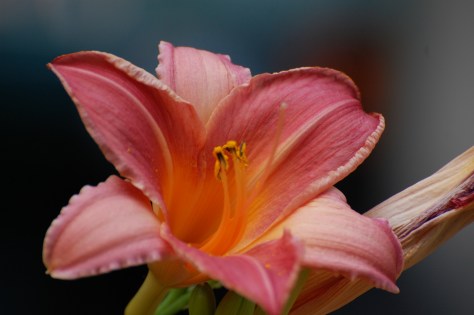Day Lily. Photographed and copyrighted by Barbara Mattio 2014