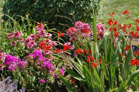 Beautiful flowers. Photographed and copyrighted by Barbara Mattio 2014
