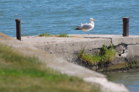 The seagulls love visiting the island. Photographed and copyrighted by Barbara Mattio 2014