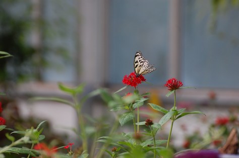 Butterfly House. Photographed and copyrighted by Barbara Mattio 2014