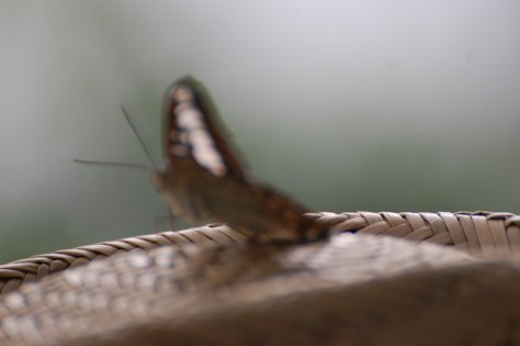 Butterfly taking a ride on a woman's hat. Photographed and copyrighted by Barbara Mattio 2014