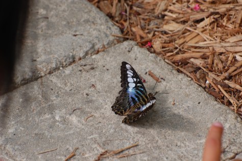 Butterfly House. Photographed and copyrighted by Barbara Mattio 2014