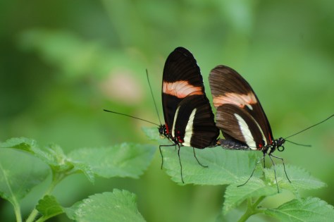 Two butterflies. Photographed and copyrighted by Barbara Mattio 2014