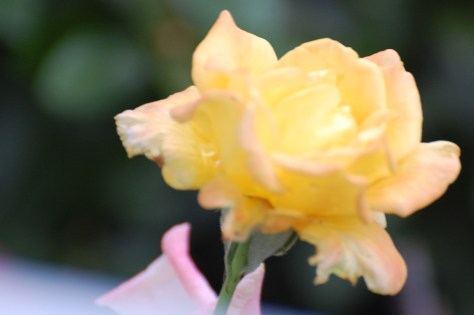 Roses are a favorite of mine. Photographed and copyrighted by Barbara Mattio 2014