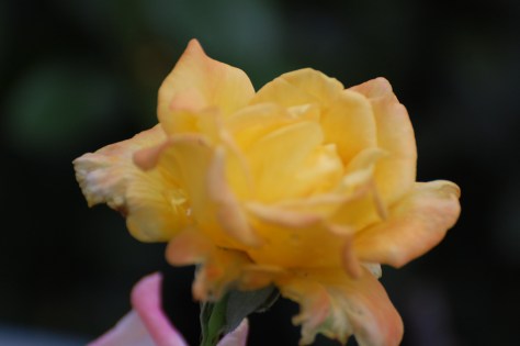 Photographed and copyrighted by Barbara Mattio 2014