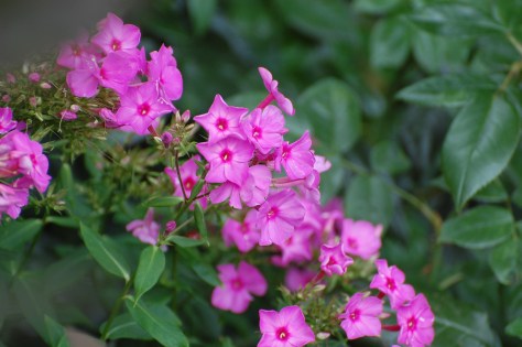 Photographed and copyrighted by Barbara Mattio 2014