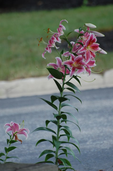 Photographed and copyrighted by Barbara Mattio 2014