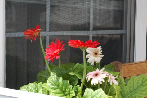 Photographed and copyrighted by Barbara Mattio 2014