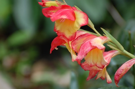 Photographed and copyrighted by Barbara Mattio  2014