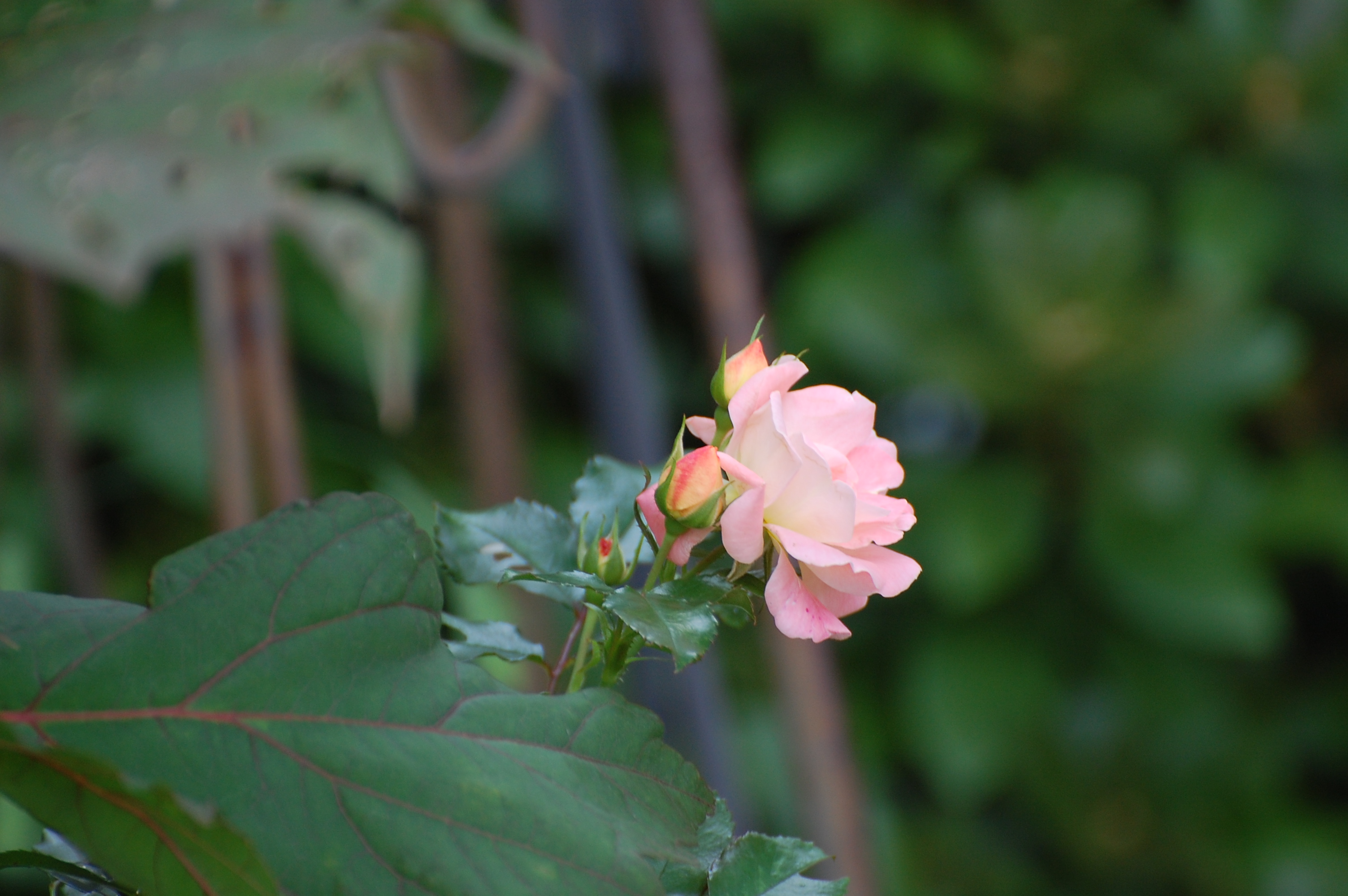 Photographed and copyrighted by Barbara Mattio 2014