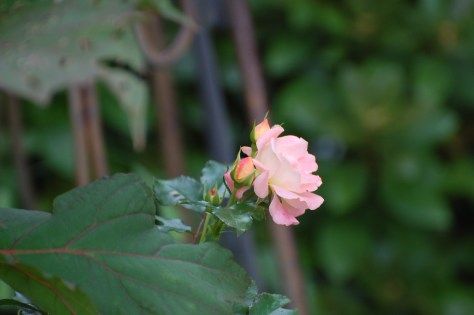 Photographed and copyrighted by Barbara Mattio 2014