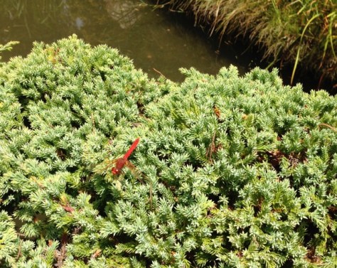Male Red-Veined Darter, Nomad, Dragonfly