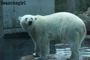 Polar Bear show