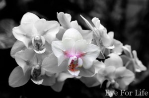 Stand Out Orchids