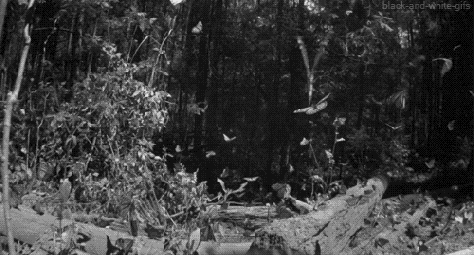 Black and white Monarch Butterflies