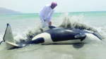 Wildlife workers managed to rescue a whale after it was washed ashore at Ras Noos beach in Dhofar Governorate. The rescue operation took long time before the whale was returned to sea.