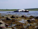 beached-whale-lamaline-burin-peninsula