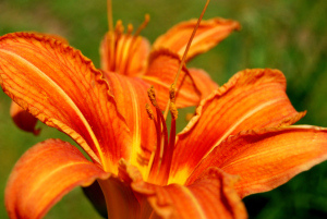 They say deer eat these mine are all still healthy 