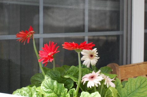 Photographed and copyrighted by Barbara Mattio 2014