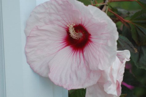 Hardy Hibiscus. Photographed and copyrighted by Barbara Mattio 2014