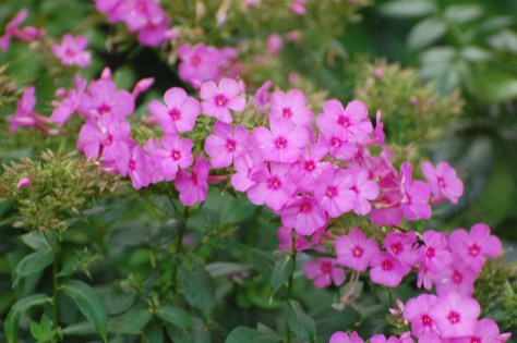 Phlox. Photographed and copyrighted by Barbara Mattio 2014