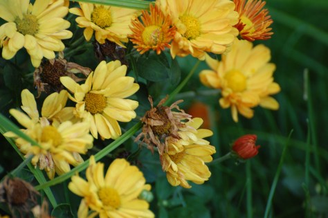 Hardy Mums.  Photographed and copyrighted by Barbara Mattio 2014