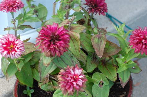 Zinnias. Photographed and copyrighted by Barbara Mattio 2014