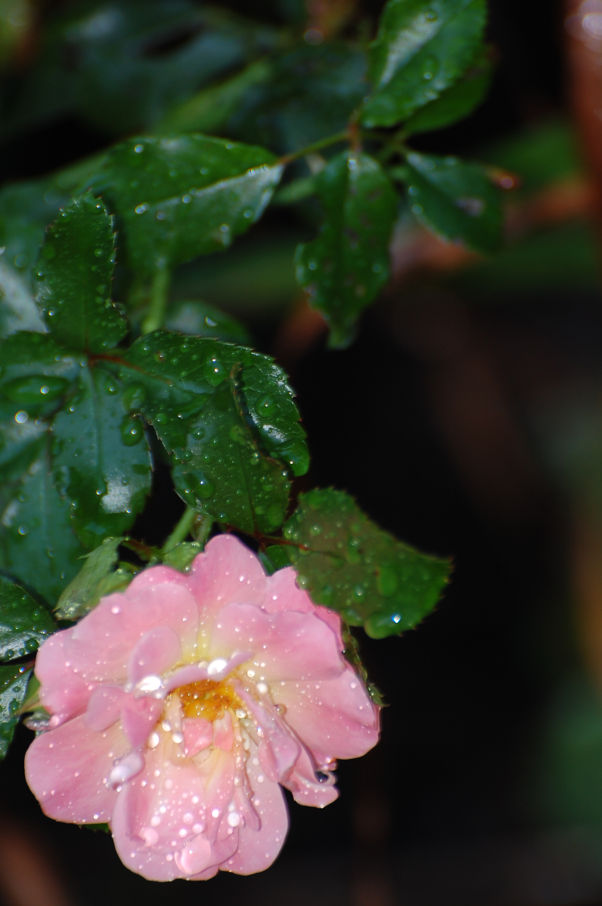 Photographed and copyrighted by Barbara Mattio 2014