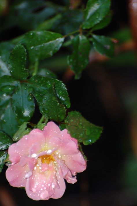 Photographed and copyrighted by Barbara Mattio 2014