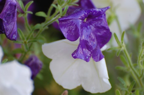 Petunias. Photographed and copyrighted by Barbara Mattio 2014