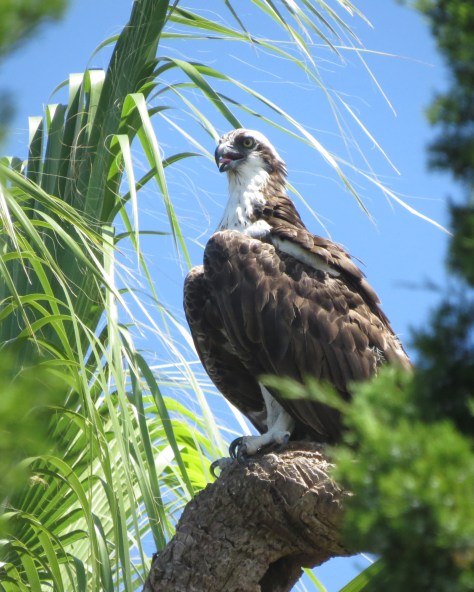 Papa osprey from Sand Key, Clearwater, FL