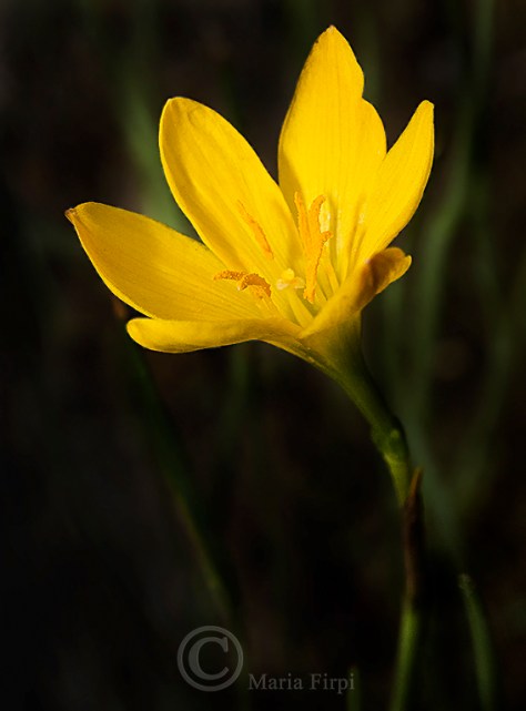 Zephyranthes citrina