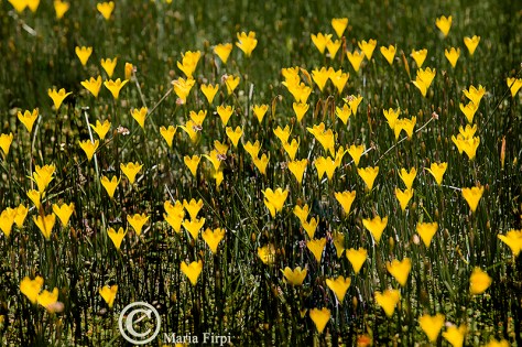 Zephyranthes citrina