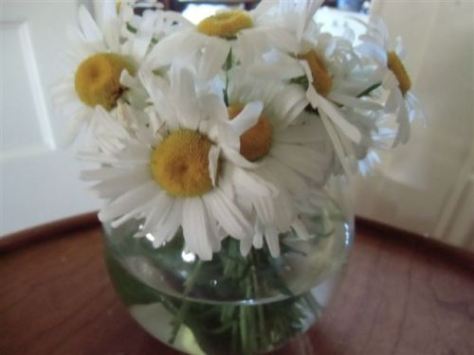 Blog Photo - flowers white daisies in vase