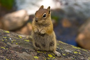 Cute-Chipmunk