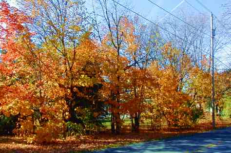 Put in Bay Island, Lake Erie. Photographed and copyrighted by Barbara Mattio 2010