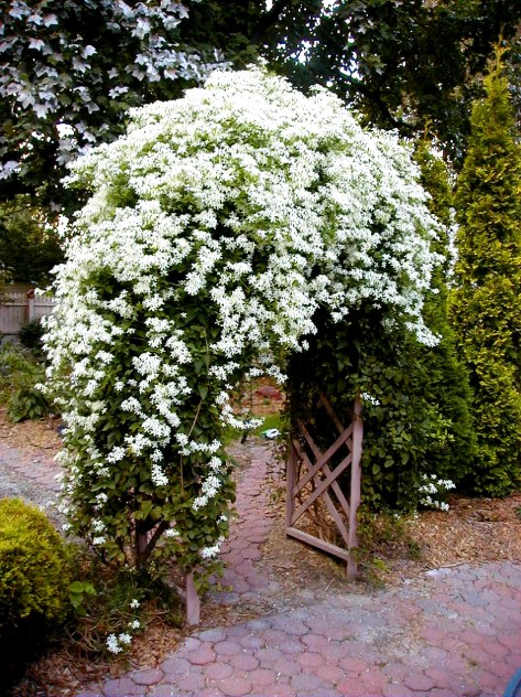 Autumn blooming Clematis grown by Barbara Mattio. Photograph and copyright by Barbara Mattio 2004