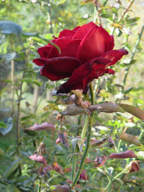 A Red Rose for those who have died in  War and for will in the Future