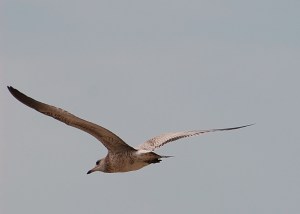 May Every Heart Beat with Peace like the Beating of the WIngs of a BIrd.   Photograph and Copyright by Barbara Mattio 2013