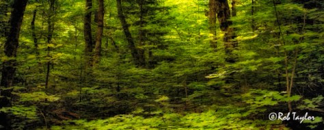 The Opposite of Chaos_WPcr